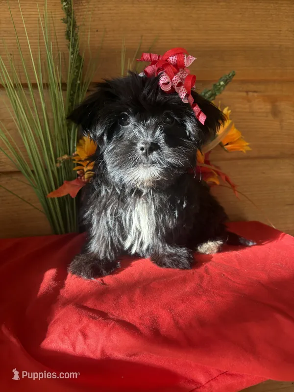 Lilly  – Yorkshire Terrier, Shorkie puppy for sale in Wedgefield, SC