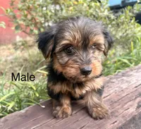 Ted, a male Yorkshire Terrier for sale in Wedgefield, SC – 2 of 2