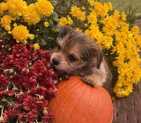 Holly, a female Yorkshire Terrier and Shorkie for sale in Wedgefield, SC – 2 of 2