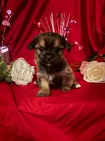 Cooper , a male Yorkshire Terrier for sale in Wedgefield, SC – Photo 1 of 3