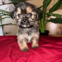 Cooper , a male Yorkshire Terrier and Shorkie for sale in Wedgefield, SC – Photo 2 of 3