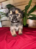 Cooper , a male Shorkie for sale in Wedgefield, SC – Photo 2 of 3
