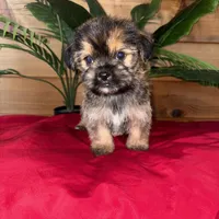 Cooper , a male Yorkshire Terrier and Shorkie for sale in Wedgefield, SC – Photo 1 of 3