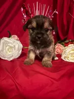 Cooper , a male Yorkshire Terrier for sale in Wedgefield, SC – Photo 2 of 3