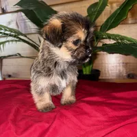 Cooper , a male Yorkshire Terrier and Shorkie for sale in Wedgefield, SC – Photo 3 of 3