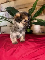 Cooper , a male Shorkie for sale in Wedgefield, SC – Photo 3 of 3