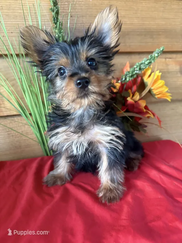 Cindy – Yorkshire Terrier puppy for sale in Wedgefield, SC