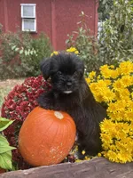 Max, a male Shorkie for sale in Wedgefield, SC – 1 of 3