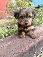 Ted, a male Yorkshire Terrier for sale in Wedgefield, SC – 1 of 2