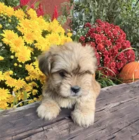 Ace, a male Yorkshire Terrier and Shorkie for sale in Wedgefield, SC – 3 of 3
