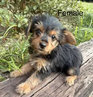 Sadie, a female Yorkshire Terrier for sale in Wedgefield, SC – 2 of 2