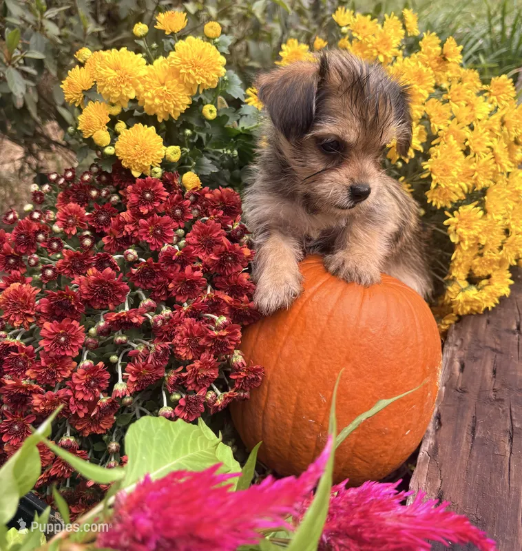Holly – Yorkshire Terrier, Shorkie puppy for sale in Wedgefield, SC