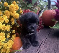 Lilly , a female Yorkshire Terrier and Shorkie for sale in Wedgefield, SC – 2 of 3