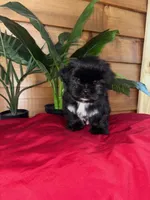 Finn, a male Yorkshire Terrier and Shorkie for sale in Wedgefield, SC – Photo 3 of 3