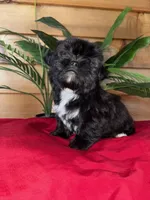 Finn, a male Yorkshire Terrier and Shorkie for sale in Wedgefield, SC – Photo 2 of 3