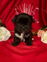 Finn, a male Yorkshire Terrier for sale in Wedgefield, SC – Photo 2 of 3