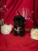 Finn, a male Yorkshire Terrier for sale in Wedgefield, SC – Photo 3 of 3