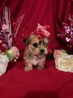 Daisy , a female Yorkshire Terrier for sale in Wedgefield, SC – Photo 3 of 3