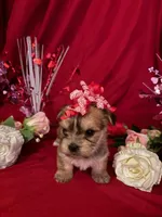 Daisy , a female Yorkshire Terrier for sale in Wedgefield, SC – Photo 2 of 3