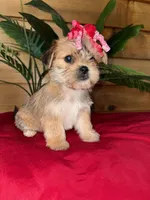 Daisy , a female Shorkie for sale in Wedgefield, SC – Photo 3 of 3