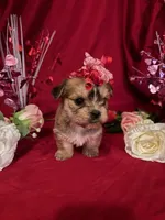 Daisy , a female Yorkshire Terrier for sale in Wedgefield, SC – Photo 1 of 3
