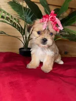 Daisy , a female Shorkie for sale in Wedgefield, SC – Photo 2 of 3