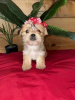 Daisy , a female Shorkie for sale in Wedgefield, SC – Photo 1 of 3