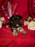 Chex , a male Yorkshire Terrier for sale in Wedgefield, SC – Photo 1 of 3