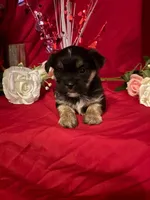 Chex , a male Yorkshire Terrier for sale in Wedgefield, SC – Photo 3 of 3