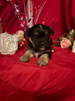 Chex , a male Yorkshire Terrier for sale in Wedgefield, SC – Photo 2 of 3