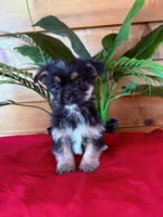 Chex , a male Shorkie for sale in Wedgefield, SC – Photo 1 of 3
