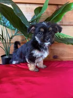 Chex , a male Shorkie for sale in Wedgefield, SC – Photo 3 of 3