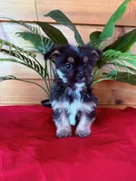 Chex , a male Shorkie for sale in Wedgefield, SC – Photo 2 of 3