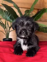 Charlie , a male Shorkie for sale in Wedgefield, SC – Photo 1 of 3