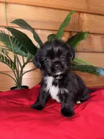 Charlie , a male Shorkie for sale in Wedgefield, SC – Photo 2 of 3