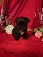 Charlie , a male Yorkshire Terrier for sale in Wedgefield, SC – Photo 2 of 2