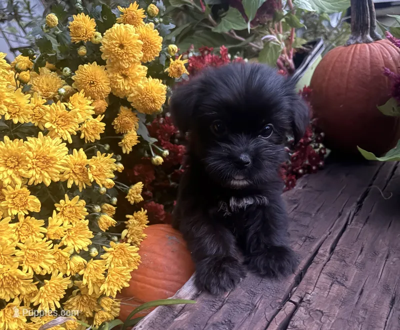 Lilly  – Yorkshire Terrier, Shorkie puppy for sale in Wedgefield, SC