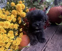 Lilly , a female Yorkshire Terrier and Shorkie for sale in Wedgefield, SC – 1 of 3