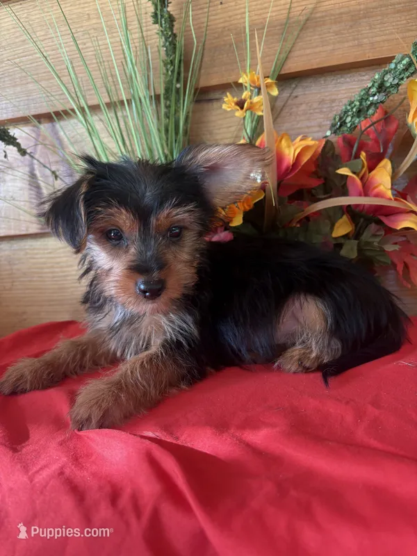Sadie – Yorkshire Terrier puppy for sale in Wedgefield, SC