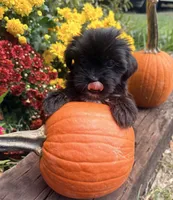 Molly, a female Yorkshire Terrier and Shorkie for sale in Wedgefield, SC – 2 of 3