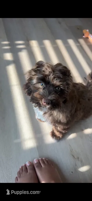 Max – Shihpoo puppy for sale in Richmond, VA