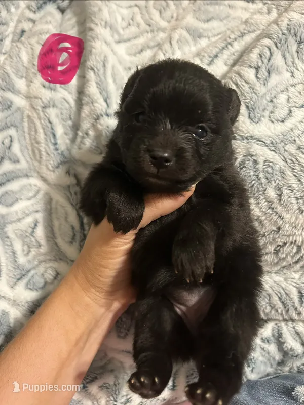 Bella – Pomeranian puppy for sale in Chatsworth, GA