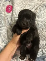Bella, a female Pomeranian for sale in Chatsworth, GA – 1 of 1