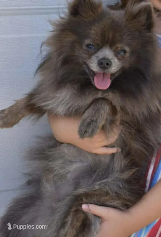 Rex – Pomeranian puppy for sale in Chatsworth, GA