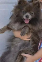 Rex, a male Pomeranian for sale in Chatsworth, GA – 1 of 1
