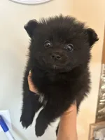Jett, a male Pomeranian for sale in Chatsworth, GA – 2 of 3