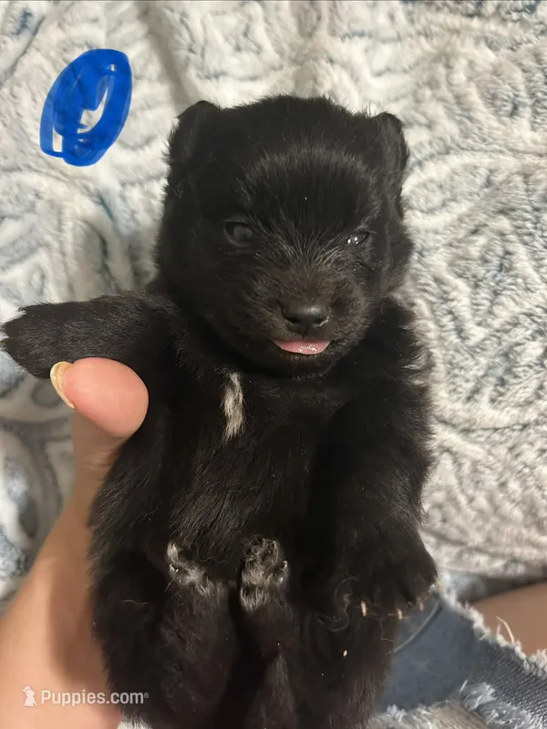 Oreo – Pomeranian puppy for sale in Chatsworth, GA