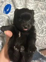 Oreo, a male Pomeranian for sale in Chatsworth, GA – 1 of 1