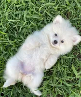 Millie, a female Pomeranian for sale in Chatsworth, GA – 6 of 8