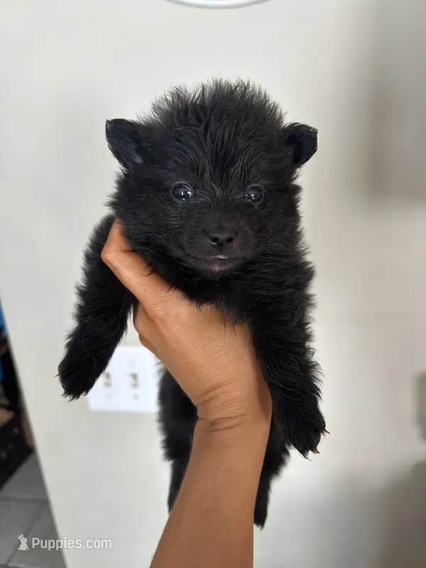 Bella – Pomeranian puppy for sale in Chatsworth, GA